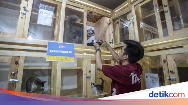 Klinik Penitipan Kucing dan Anjing Meningkat Jelang Lebaran nicely being