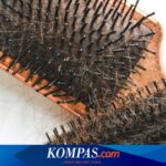 Apa Yang Terjadi Jika Kita Tidak Pernah Membersihkan Sisir Rambut? | FBS Foreign change Bitcoin Stock