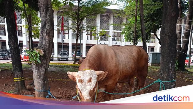 Forexbitcoinstock.com: Sapi Kurban Jokowi, Gibran, Prabowo, dan Megawati Bobotnya Ton! Segini Harganya – FBS Foreign exchange Bitcoin Inventory