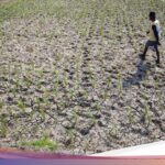 Forexbitcoinstock.com: Banyak Sawah Mengering, Petani Indramayu Terancam Gagal Panen – FBS Foreign exchange Bitcoin Inventory