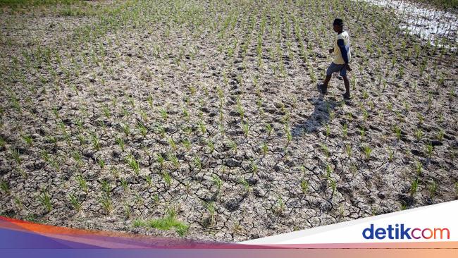 Forexbitcoinstock.com: Banyak Sawah Mengering, Petani Indramayu Terancam Gagal Panen – FBS Foreign exchange Bitcoin Inventory