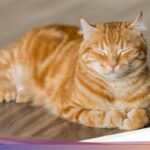 Forexbitcoinstock.com: Unik! Perusahaan Ini ‘Pekerjakan’ Kucing Sebagai Kartap, Dijadikan Manajer – FBS Forex Bitcoin Stock